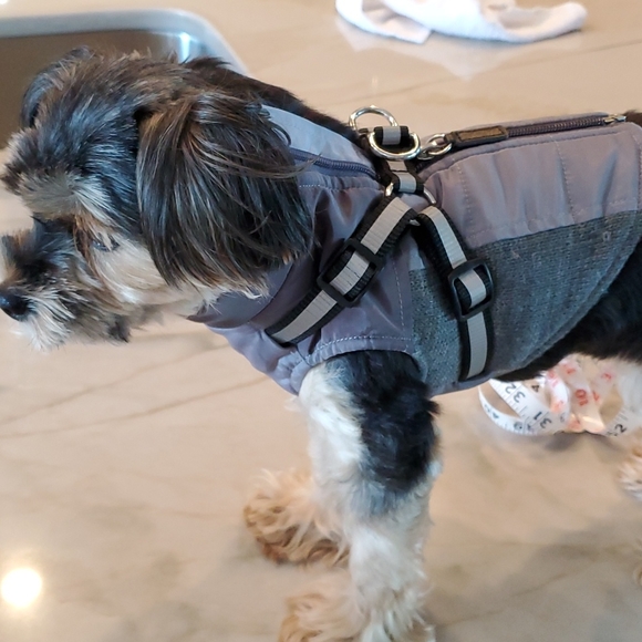 XS great dog jacket with leash hardware - Picture 10 of 14